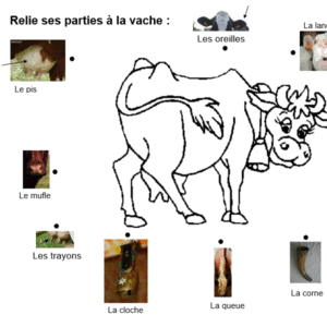 Relier les parties de la vache